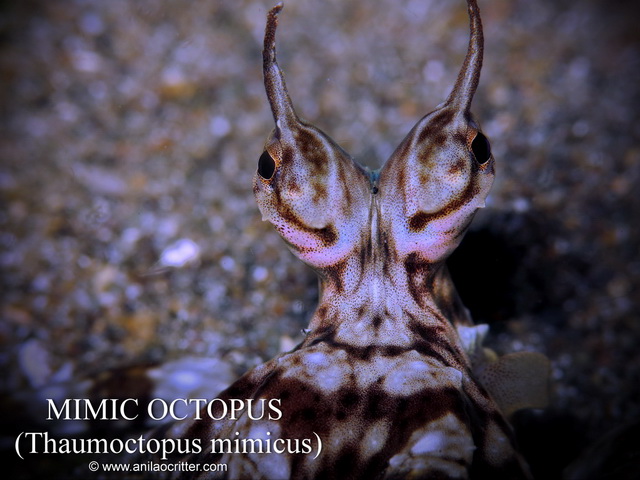 Anilao Diving, Underwater Photography|Dive Anilao/Batangas Philippines